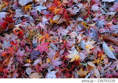 二十四節気の霜降の落葉イメージ素材 136753139