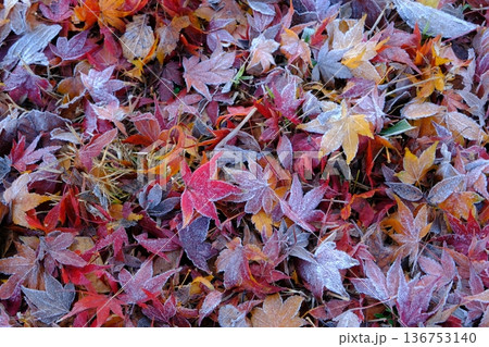 二十四節気の霜降の落葉イメージ素材 136753140