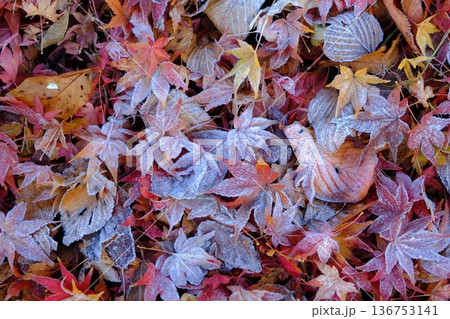 二十四節気の霜降の落葉イメージ素材 136753141
