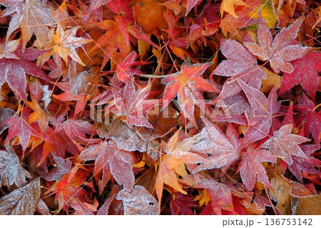 二十四節気の霜降の落葉イメージ素材 136753142