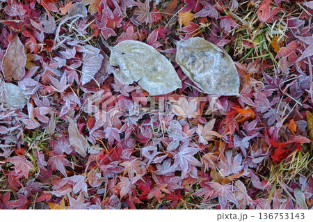 二十四節気の霜降の落葉イメージ素材 136753143