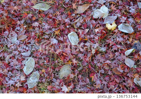 二十四節気の霜降の落葉イメージ素材 136753144