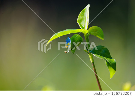 朝に花を開き昼には閉じる朝露のような花　ツユクサ 136753207