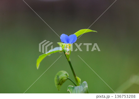 朝に花を開き昼には閉じる朝露のような花　ツユクサ 136753208