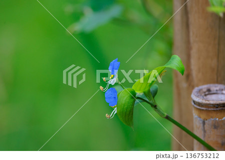 朝に花を開き昼には閉じる朝露のような花　ツユクサ 136753212
