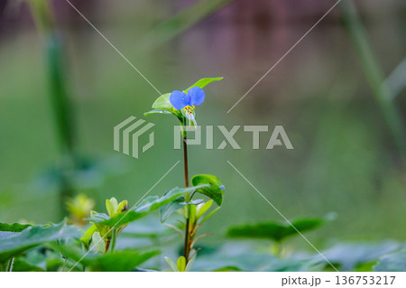 朝に花を開き昼には閉じる朝露のような花 ツユクサ 朝に花を開き昼には閉じる朝露のような花 ツユクサ 136753217