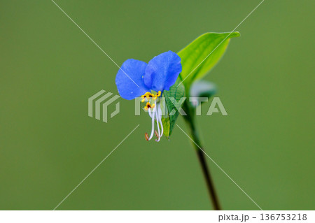朝に花を開き昼には閉じる朝露のような花 ツユクサ 朝に花を開き昼には閉じる朝露のような花 ツユクサ 136753218