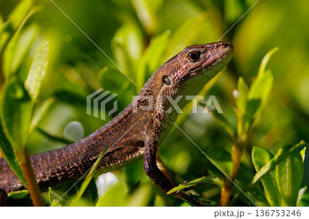 日本固有のトカゲ　ニホンカナヘビ 136753246