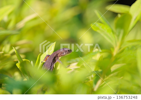 日本固有のトカゲ　ニホンカナヘビ 136753248