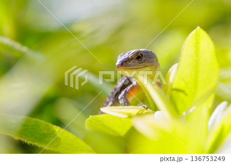日本固有のトカゲ　ニホンカナヘビ 136753249