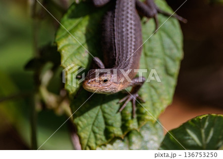 日本固有のトカゲ ニホンカナヘビ 日本固有のトカゲ ニホンカナヘビ 136753250