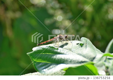 緑の葉とトンボ 136753258