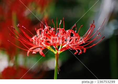 秋のお彼岸に合わせるように赤い花を咲かせるヒガンバナ 136753299