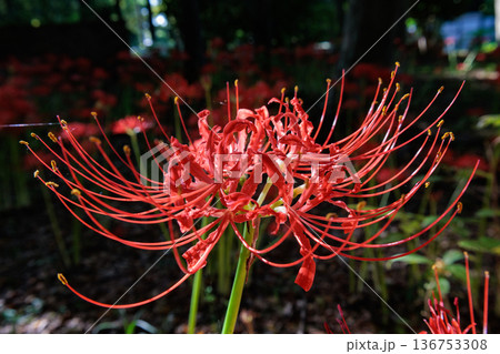 秋のお彼岸に合わせるように赤い花を咲かせるヒガンバナ 136753308
