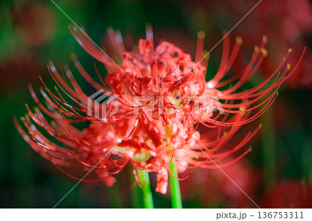 秋のお彼岸に合わせるように赤い花を咲かせるヒガンバナ 秋のお彼岸に合わせるように赤い花を咲かせるヒガンバナ 136753311