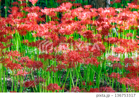 秋のお彼岸に合わせるように赤い花を咲かせるヒガンバナ 秋のお彼岸に合わせるように赤い花を咲かせるヒガンバナ 136753317