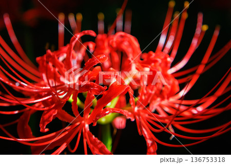 秋のお彼岸に合わせるように赤い花を咲かせるヒガンバナ 136753318