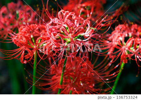 秋のお彼岸に合わせるように赤い花を咲かせるヒガンバナ 秋のお彼岸に合わせるように赤い花を咲かせるヒガンバナ 136753324