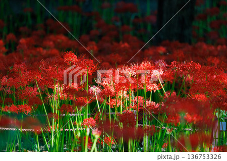 秋のお彼岸に合わせるように赤い花を咲かせるヒガンバナ 秋のお彼岸に合わせるように赤い花を咲かせるヒガンバナ 136753326