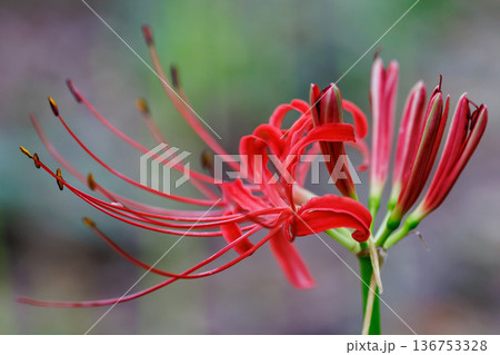 秋のお彼岸に合わせるように赤い花を咲かせるヒガンバナ 秋のお彼岸に合わせるように赤い花を咲かせるヒガンバナ 136753328