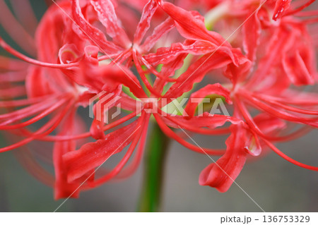 秋のお彼岸に合わせるように赤い花を咲かせるヒガンバナ 136753329