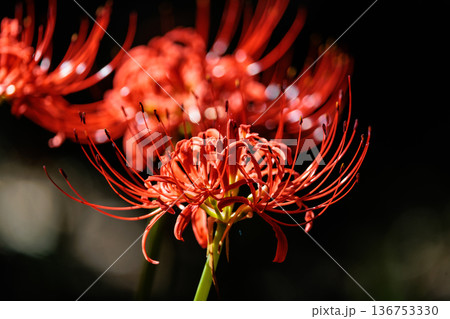 秋のお彼岸に合わせるように赤い花を咲かせるヒガンバナ 136753330