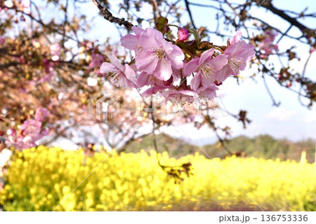 笠戸島の菜の花と河津桜咲き始め 笠戸島の菜の花と河津桜咲き始め 136753336
