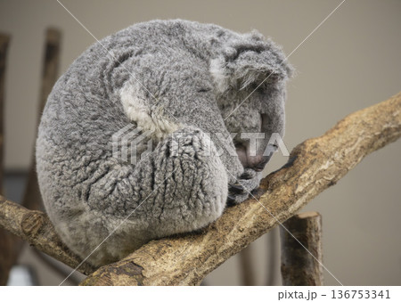 眠るコアラ 眠るコアラ 136753341