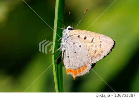 日当たりの良い草原で見られる赤褐色の小さくて綺麗な蝶ベニシジミ 136753387