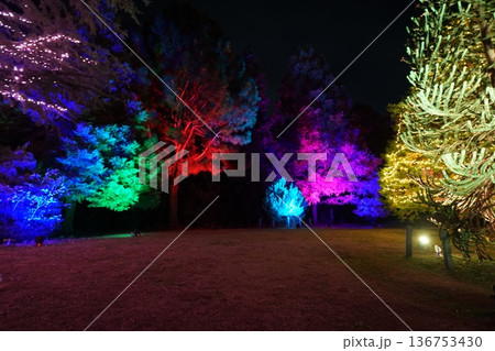 イルミネーション（光の演出） 136753430
