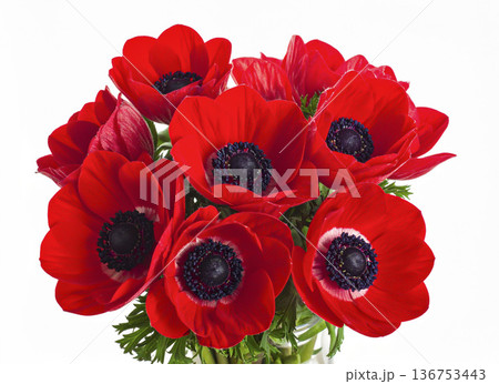 赤いアネモネの花 136753443