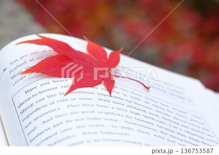 英語長文と秋の葉のイメージ素材 136753587