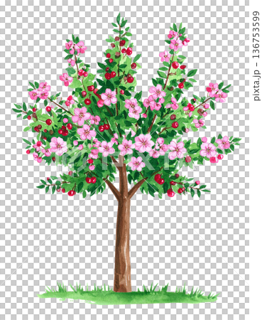 開花樹的插圖素材 136753599