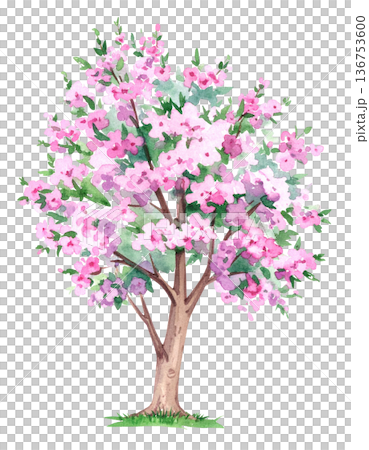 開花樹的插圖素材 開花樹的插圖素材 136753600