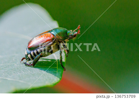 植物食の小さなコガネムシ マメコガネ 植物食の小さなコガネムシ マメコガネ 136753709