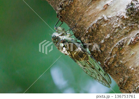 夏の陽射しや暑さを連想させる鳴き声 ミンミンゼミ 夏の陽射しや暑さを連想させる鳴き声 ミンミンゼミ 136753761