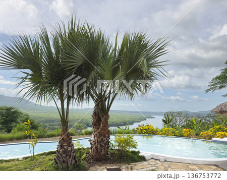 Palm trees next to pool 136753772
