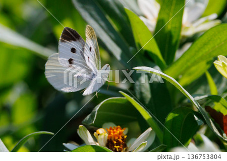 ひらひらと舞う白い妖精　モンシロチョウ 136753804