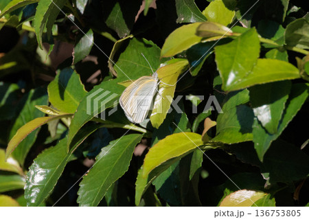ひらひらと舞う白い妖精　モンシロチョウ 136753805