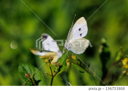 ひらひらと舞う白い妖精 モンシロチョウ ひらひらと舞う白い妖精 モンシロチョウ 136753808