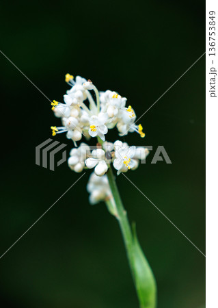 葉の形が茗荷に似ているために名が付けられたヤブミョウガ 葉の形が茗荷に似ているために名が付けられたヤブミョウガ 136753849