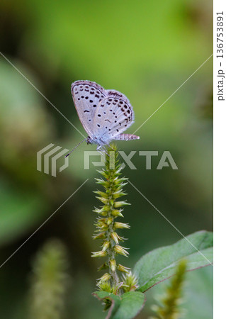 小型で綺麗だけれど繁殖適応力の高さから発見頻度の高い蝶 ヤマトシジミ 小型で綺麗だけれど繁殖適応力の高さから発見頻度の高い蝶 ヤマトシジミ 136753891