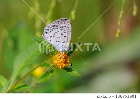 小型で綺麗だけれど繁殖適応力の高さから発見頻度の高い蝶 ヤマトシジミ 小型で綺麗だけれど繁殖適応力の高さから発見頻度の高い蝶 ヤマトシジミ 136753901