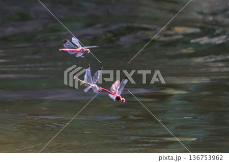 リスアカネノリスは、スイスのトンボ学者の名前を取ったもの 136753962