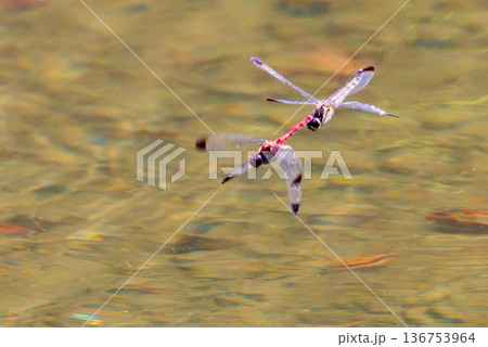 リスアカネノリスは、スイスのトンボ学者の名前を取ったもの リスアカネノリスは、スイスのトンボ学者の名前を取ったもの 136753964