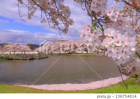 赤穂城址(兵庫県赤穂市)遊水池に散る桜の花 赤穂城址(兵庫県赤穂市)遊水池に散る桜の花 136754014