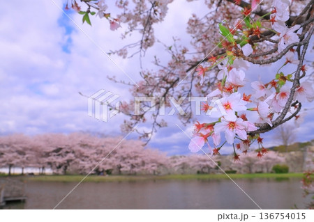 赤穂城址（兵庫県赤穂市）遊水池に咲く桜の花 136754015