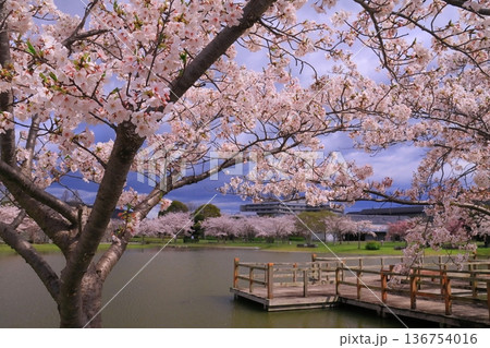 赤穂城址（兵庫県赤穂市）遊水池に咲く桜の花 136754016