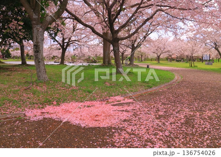 赤穂城址（兵庫県赤穂市）庭園に散る桜の花 136754026