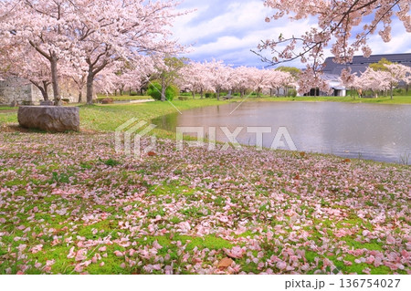 赤穂城址（兵庫県赤穂市）遊水池に散る桜の花 136754027